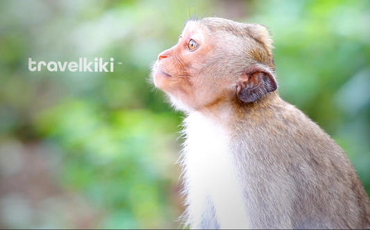 Travelkiki - Monkey Video