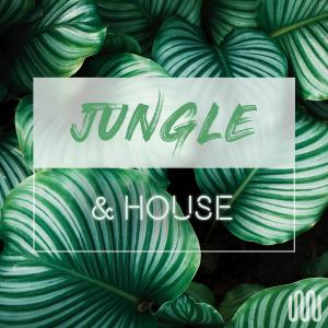 JUNGLE & HOUSE