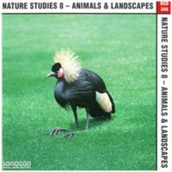 NATURE STUDIES 8 - ANIMALS & LANDSCAPES