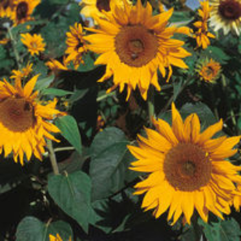 SUNFLOWERS