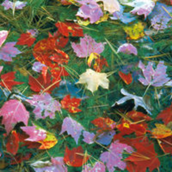 LEAVES 2 - JEFF NEWMANN