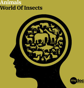 World Of Insects