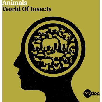 World Of Insects