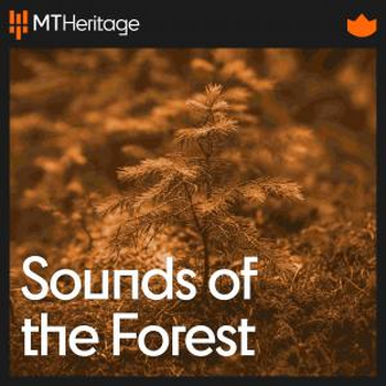  Sounds of the Forest