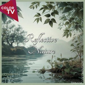 Reflective Nature